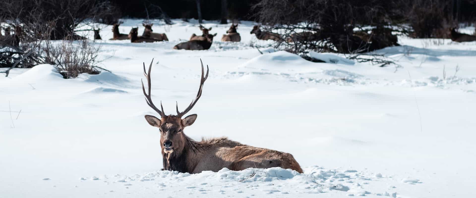 See wildlife such as elk at Warner Stables on a sleigh ride with Banff Trail Riders