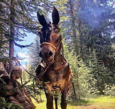 Aardvark Lunch Mule and Pack Mule