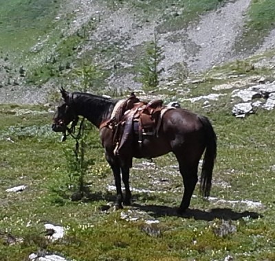 Banff Horseback Rides with Amigo
