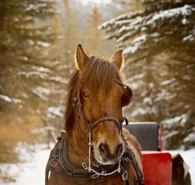 Banff Sleigh Rides with Bart