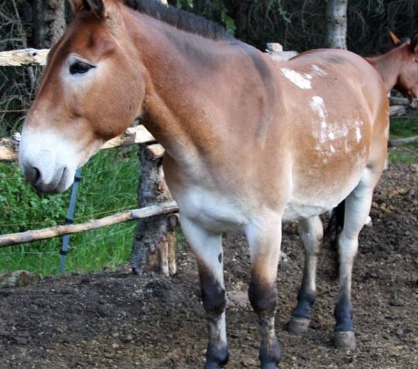 Banff Horseback Rides with Danny Packer Mule