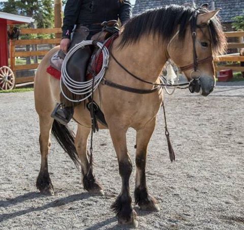 Banff Horseback Rides with Freddy Guest Horse
