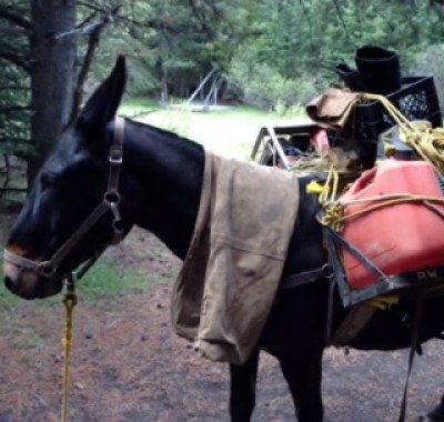Banff Horseback - Hank