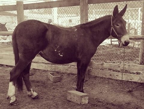 Banff Horseback Rides with Heidi Packer Mule