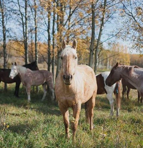 Banff Horseback Rides with Hollywood Guest Horse