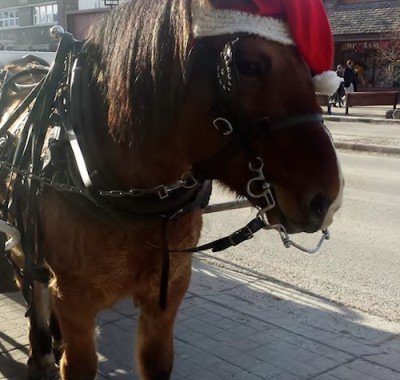 Banff Sleigh Rides with Homer Carriage Horse