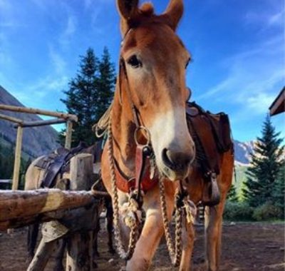 Banff Horseback Rides with Kate