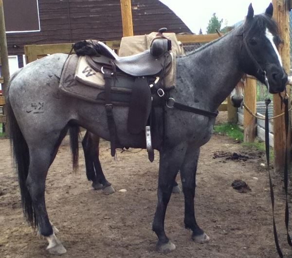 Banff Horseback Rides with Kiwi Guest Horse