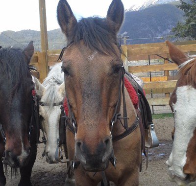 Banff Horseback Rides with Leyroy