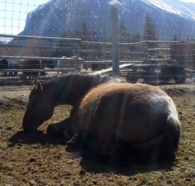 Banff Horseback - Manny