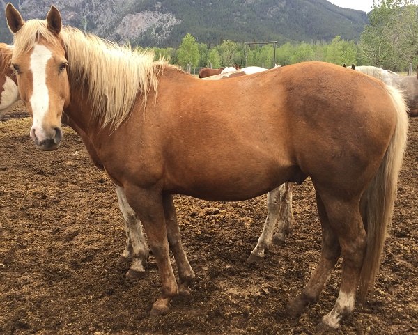 Banff Horseback Rides with Merlin Guest Horse