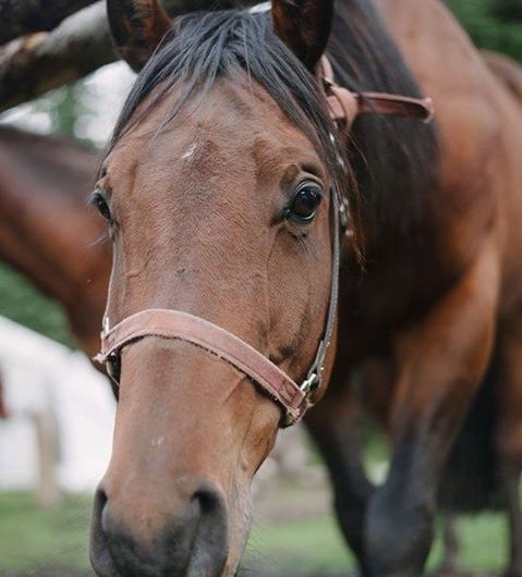 Banff Horseback Rides with Myles Guide Horse