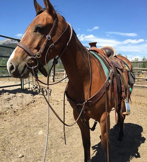 Banff Horseback Rides with Nigel Guide Horse