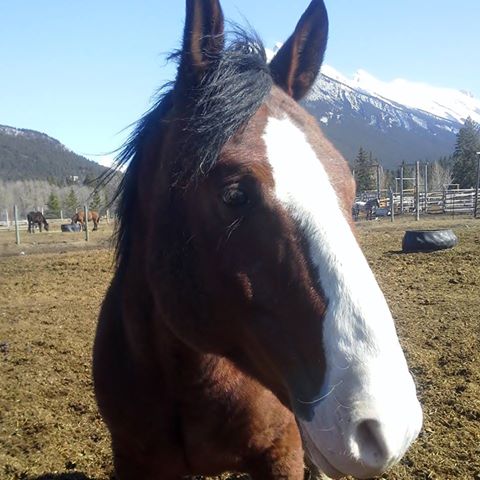 Banff Horseback Riding with Norquay Cooks Horse