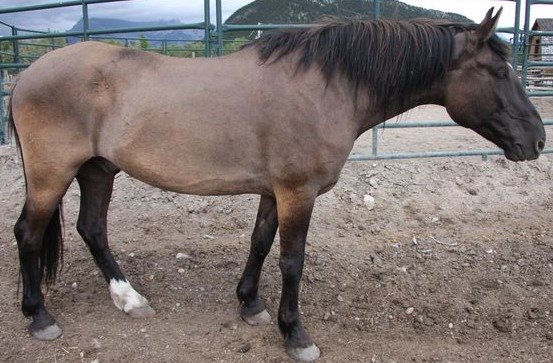 Banff Horseback Rides with Orin Guest Horse