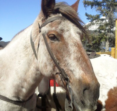 Banff Horseback Rides with Peyto
