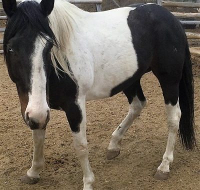 Banff Horseback Rides with Ringo