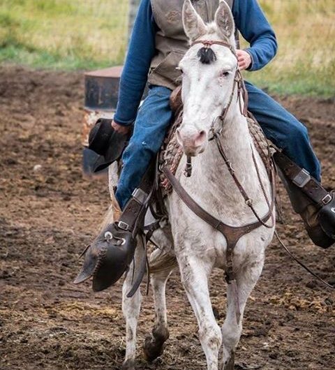Banff Trail Riders Ritchie Packer Mule