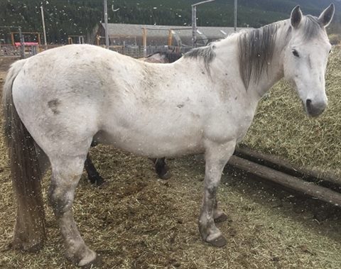 Banff Trail Riders Roy Guest Horse