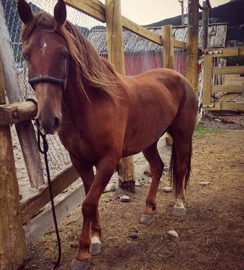 Banff Trail Riders Sleeman Guest Horse
