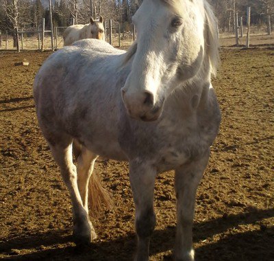 Banff Horseback Rides with Eddie