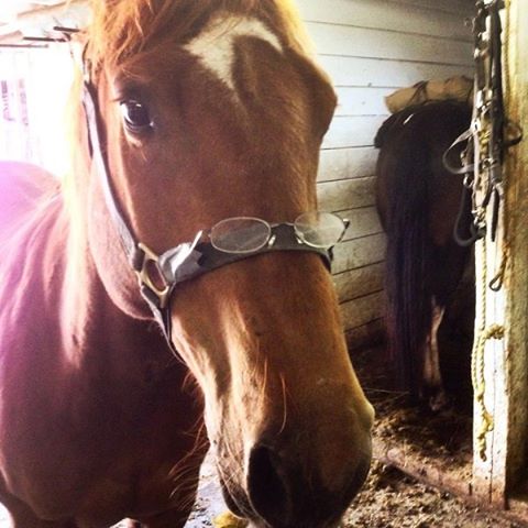 Banff Trail Riders Spud Guest Horse