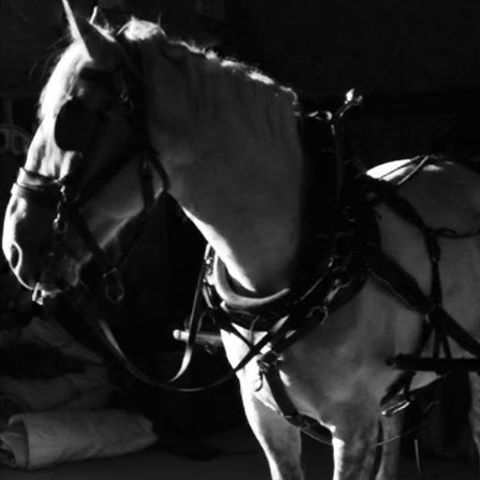 Banff Horseback Riding with Sterling Carriage and Wagon Horse
