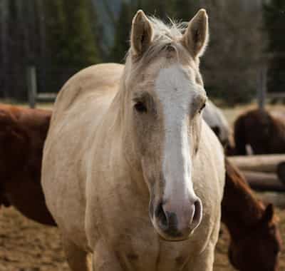 Sulphur Guest Horse