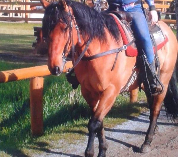 Banff Horseback Riding with Tamale Guest Horse