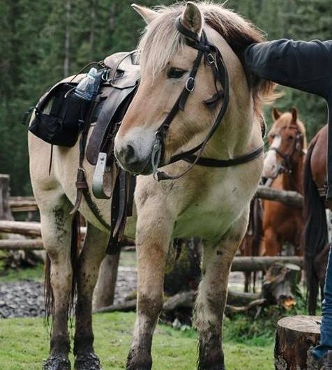 Banff Horseback Rides with Titan Norwegian Fjord
