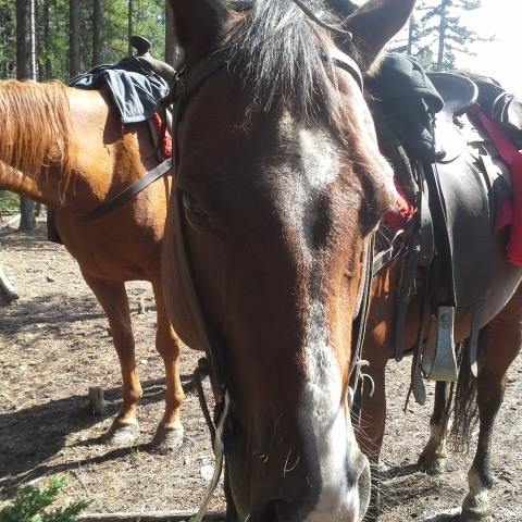 Banff Horseback Riding Tucker Guest Horse
