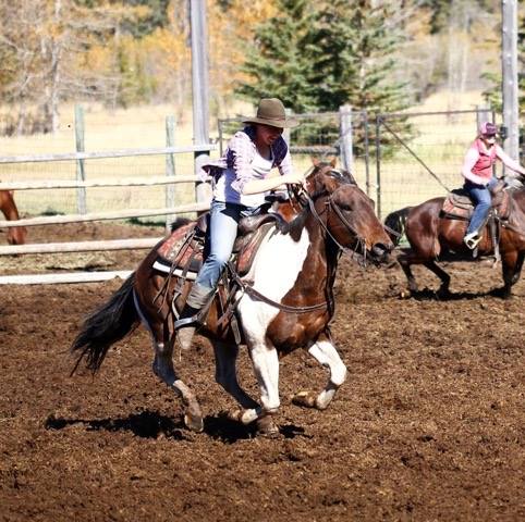 Banff Trail Riders Twister Guest Horse