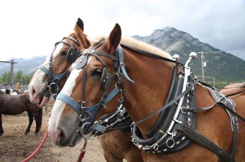 Banff Horseback Rides with Wayne Sleigh Horse