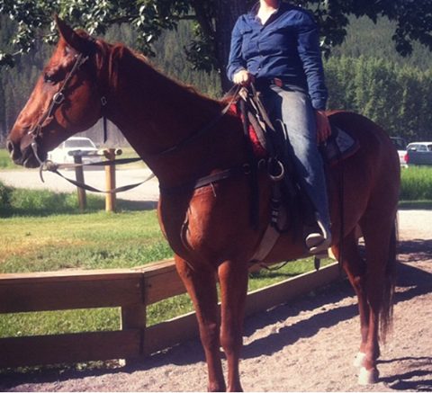 Banff Horseback Rides with Willy Guide Horse