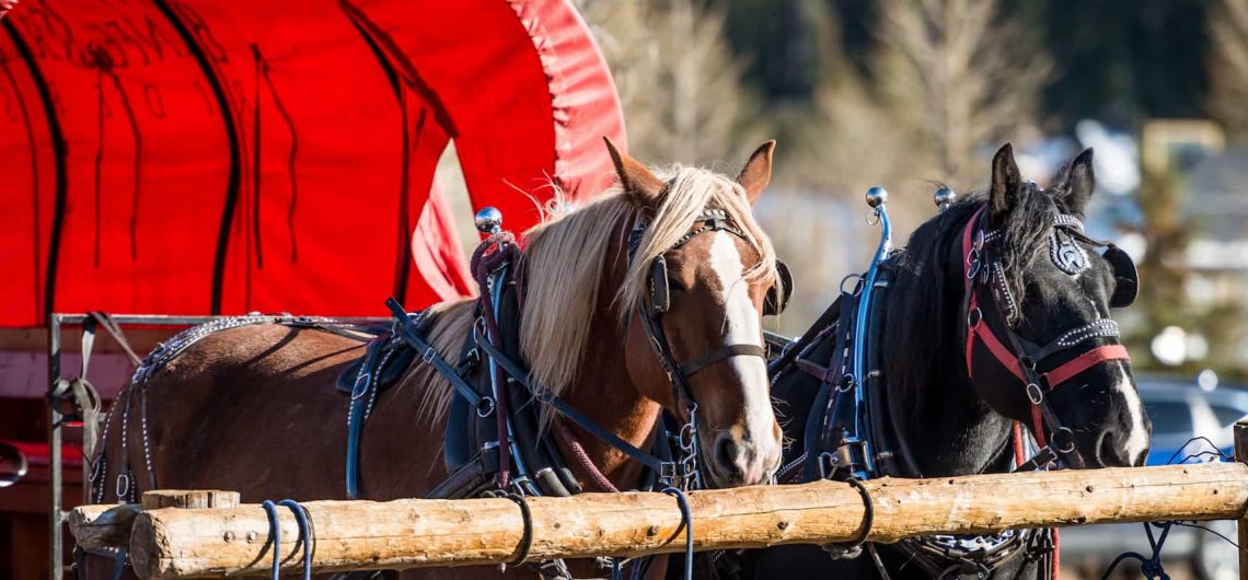 Take a free wagon ride this holiday season with Banff Trail Riders