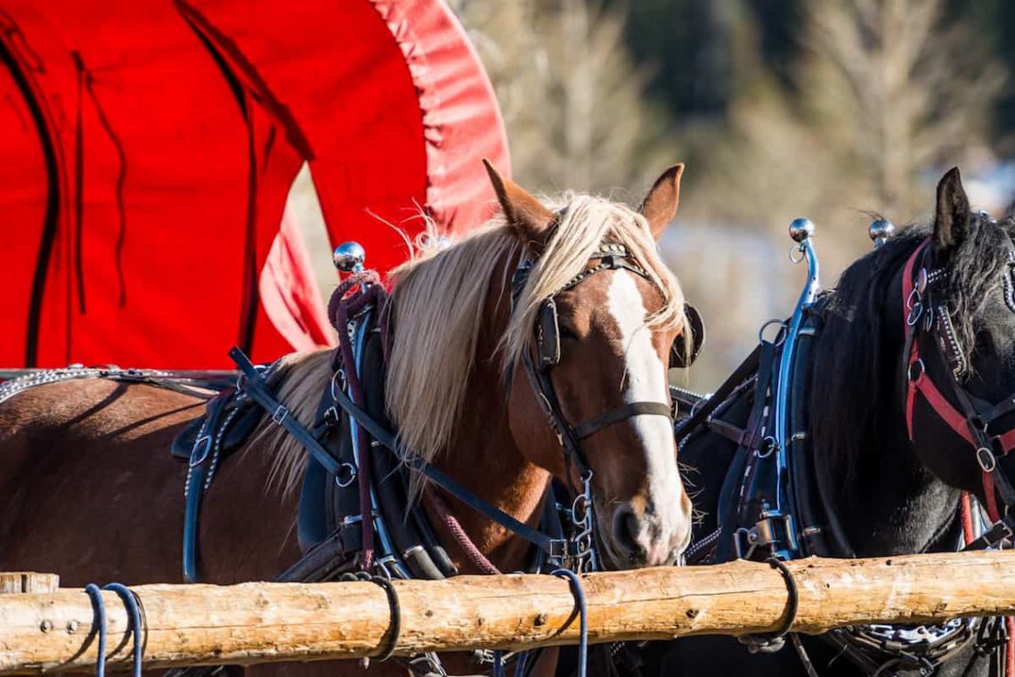 Take a free wagon ride this holiday season with Banff Trail Riders