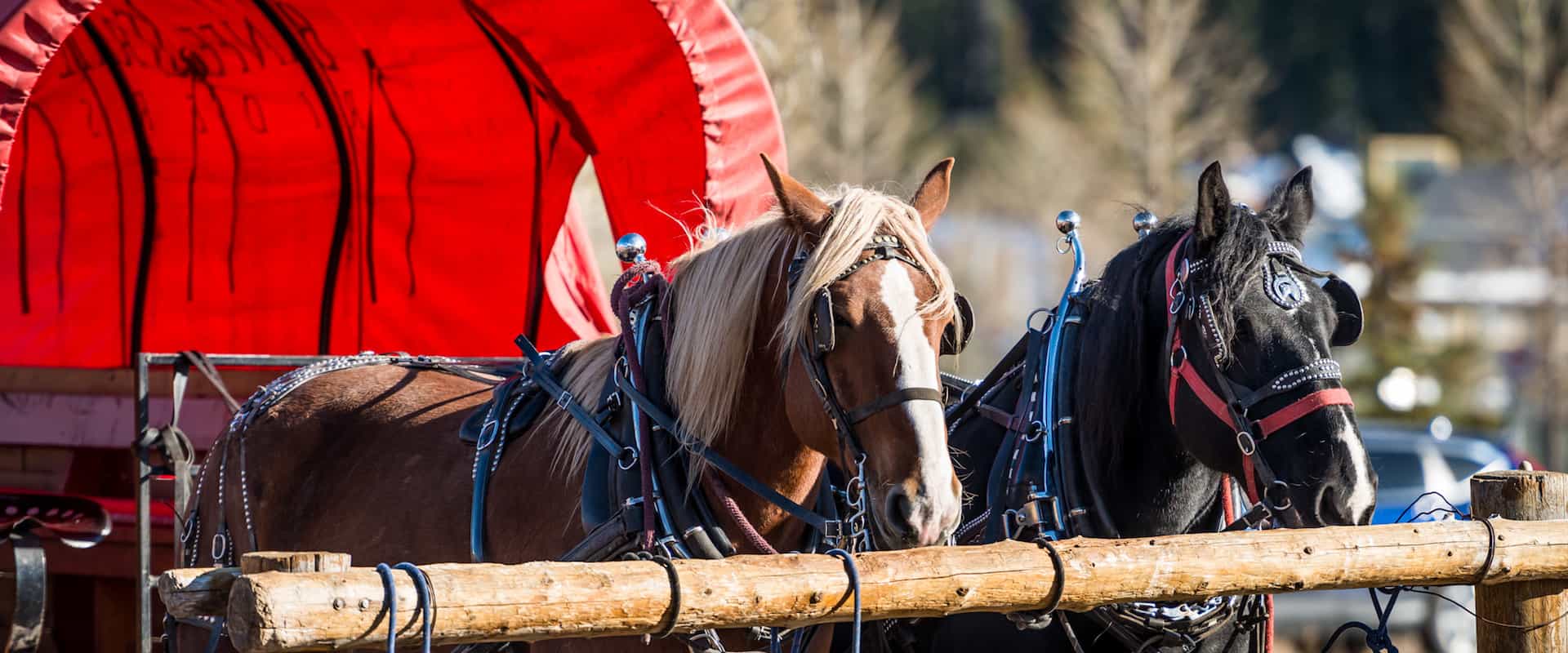 Take a free wagon ride this holiday season with Banff Trail Riders