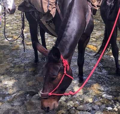 Roper Pack and Riding Mule