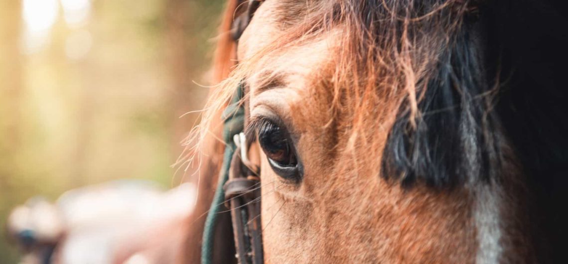 We have 300 friendly horses to choose from for horseback rides